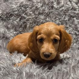 AKC White Collar - Red male Dachshund puppy in Mesa, Arizona from Diamondback Doxie