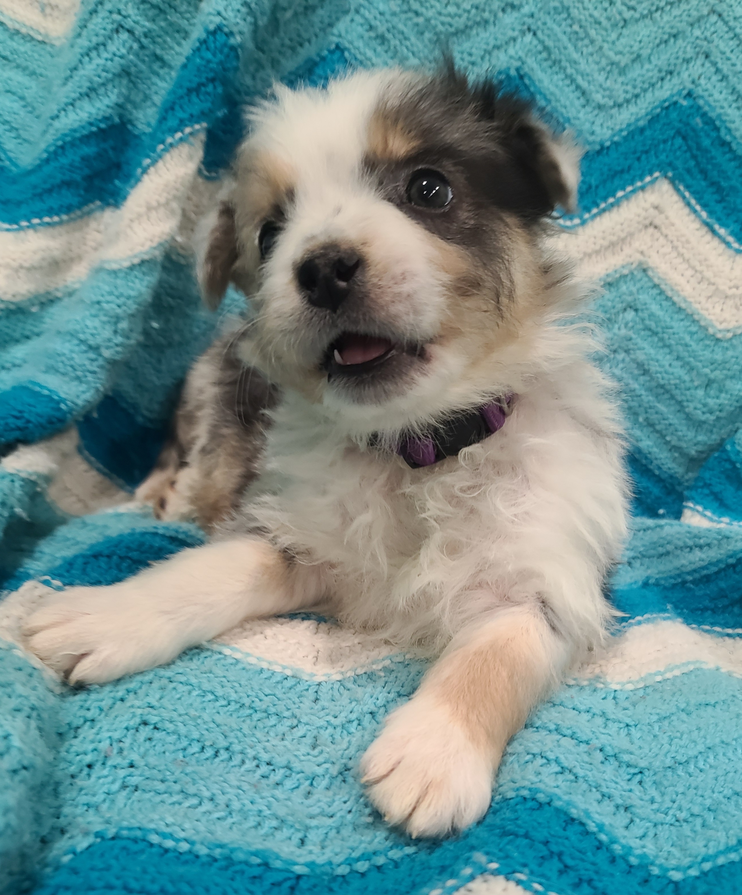 Australian Shepherd Puppies from Whitfarm Aussies