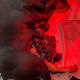 Female 5 - Black and mahogany female Rottweiler puppy in Hurdle Mills, North Carolina from Von Haenn Rottweilers