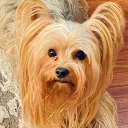 Ember - Yorkshire Terrier