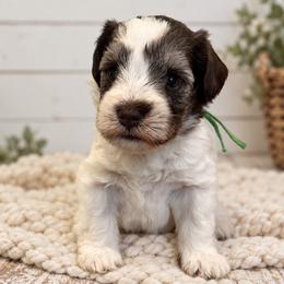 Bennett - Parti male Miniature Schnauzer puppy in Magalia, California from NorCal Schnauzers