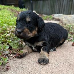 Sandy - Phantom female Bernedoodle puppy in Monument, Colorado from Colorado Dreamin Doodles
