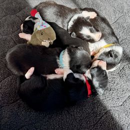 Border Collie puppies from Ferry Hill Farm