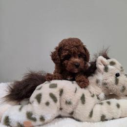 Eli (AKC) - Red  male Poodle puppy in Rainbow City, Alabama from Spinks Poodles