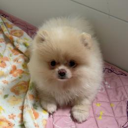 Sadie - Cream female Pomeranian puppy in Newport Beach, California from Exotic City Pomeranians and chihuahuas