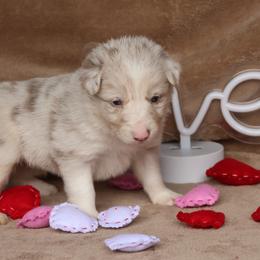 Thando - AKC Reg - Lilac merle male Border Collie puppy in Courtland, Alabama from C Bar C Ranch Border Collies