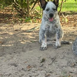 Girl 4 - Blue mottled female Australian Cattle Dog puppy in Ocala, Florida from Mayhem Ranch