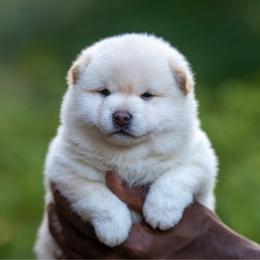 Riko - Cream female Shiba Inu puppy in Hephzibah, Georgia from Evenfalls Shiba Inu