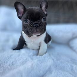 Faithful - Black and white female French Bulldog puppy in Terrebonne, Oregon from Scherners Frenchie Frenz