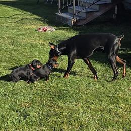 Doberman Pinscher Puppies from Von Traumhaft Shon Dobermans