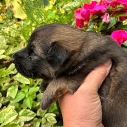 Sable boy 1 - Sable male German Shepherd puppy in Lordstown, Ohio from Jewels German Shepherd