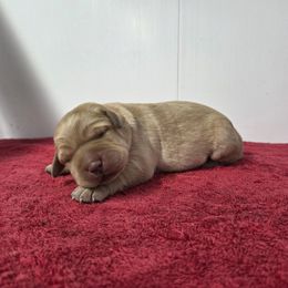Yellow Boy 2 - Yellow male Labrador Retriever puppy in Williamsburg, Pennsylvania from River View Labradors
