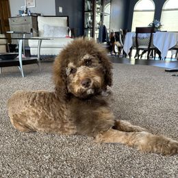 Floki - Bernedoodle