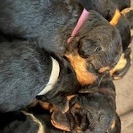 Airedale Terriers from Fernwood Airedales