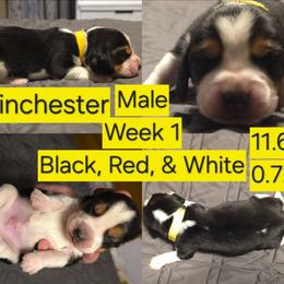 Winchester Yellow Male - Black red and white male Beagle puppy in Bemidji, Minnesota from Nse Farms Beagles