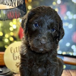 Skut Farkus Chocolate male - Chocolate male Labradoodle puppy in Kingston, Georgia from CC Familydoodles
