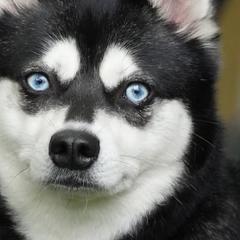 Alaskan Klee Kai from Proper Klee Kai