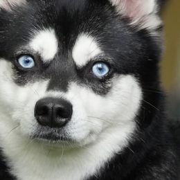 Alaskan Klee Kai from Proper Klee Kai