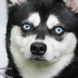 Alaskan Klee Kai from Proper Klee Kai