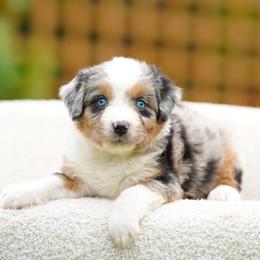 Loki - Blue merle male Bernedoodle puppy in Spokane, Washington from Lilac City Doodles