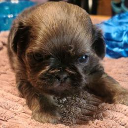 Puppy 3 - Blue male Shih Tzu puppy in Belleville, Michigan from Patricia's Heavenly Earth Angels