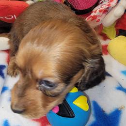 Atlas (CKC registration included) - Sable male Dachshund puppy in Terlton, Oklahoma from CLARK'S BREEDING PROGRAM