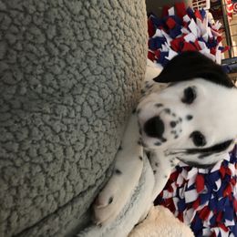 Dalmatian Puppies from Revere Dalmatians