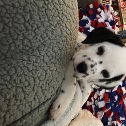 Dalmatian Puppies from Revere Dalmatians