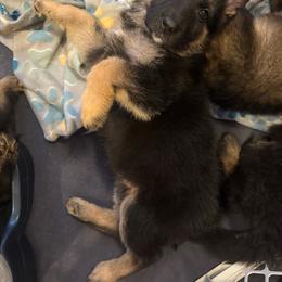 Green - Black and tan female German Shepherd puppy in La Follette, Tennessee from Moore German Shepherds