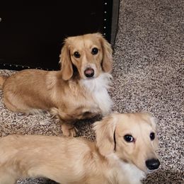 Dachshunds from Jill’s Doxies