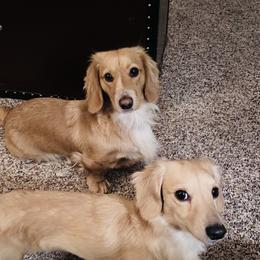 Dachshunds from Jill’s Doxies