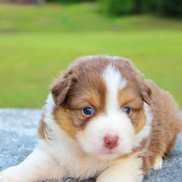 Brook - Red tri female Toy Australian Shepherd puppy in Bauxite, Arkansas from J and B Mini Aussies