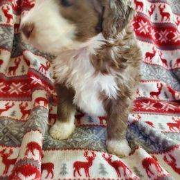 Pomeranian and Sheepadoodle Puppies from Fluffy Wonders Poms and Doodles