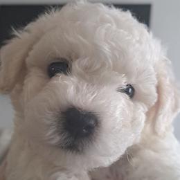 Bichon Frises, Cavachons, and Cavalier King Charles Spaniels from Sarah's Cavachons & King Charles Cavalier Spaniels