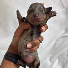 Aspen - Dapple female Dachshund puppy in Orem, Utah from Miekca’s Dachshunds