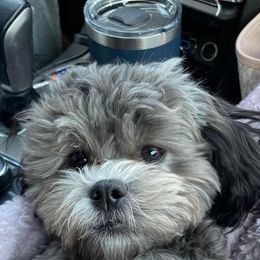 Shihpoo and Shih Tzu Puppies from Lilli’s Shih tzus and Shih poos