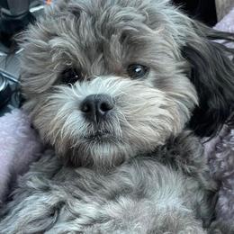 Shihpoo and Shih Tzu Puppies from Lilli’s Shih tzus and Shih poos
