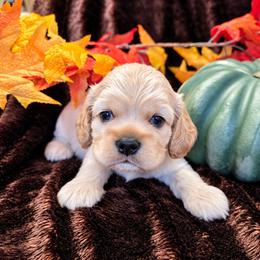 Donut - Buff male Cocker Spaniel puppy in Greers Ferry, Arkansas from Lake Area Cuddly Cockers