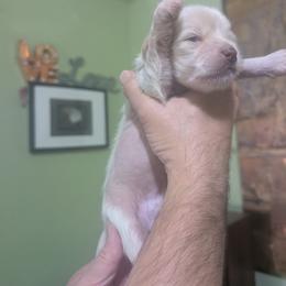 DaoDog Polar Bear - White male Chinese Crested puppy in Highland Park, Michigan from Family Kennel Dao Dog