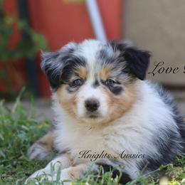 Love bug - Blue merle female Australian Shepherd puppy in Ceres, California from Knight's Aussies