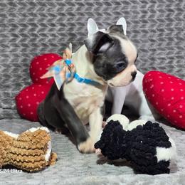 Invisible Woman - Blue female Boston Terrier puppy in Millers Creek, North Carolina from Tumbling Shoals Hilltop Bostons