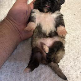 Pekingese and Poodle Puppies from Dogs lovers