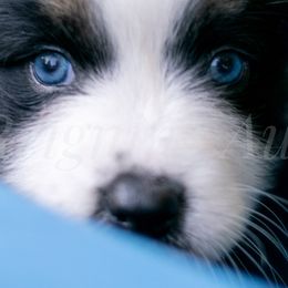Australian Shepherds from Reigning Aussies