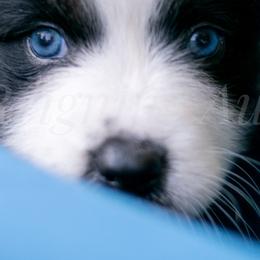 Australian Shepherds from Reigning Aussies