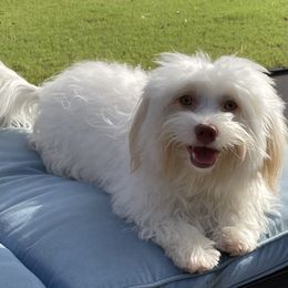 Cassie - Havanese