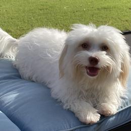 Cassie - Havanese