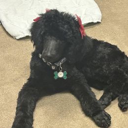 Raven - Poodle