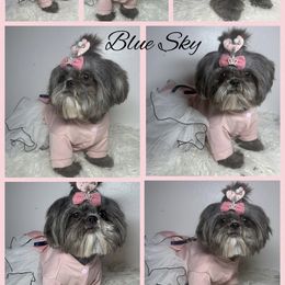 Blue - Shih Tzu