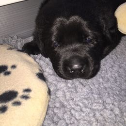 Labrador Retriever Puppies from Top Gun Labradors