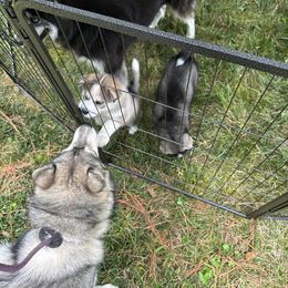 Siberian Husky Puppies from WILLIAM HUNDLEY